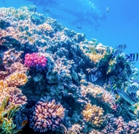 サンゴ再生活動の様子